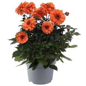 Bild von Ej Dahlia Orange